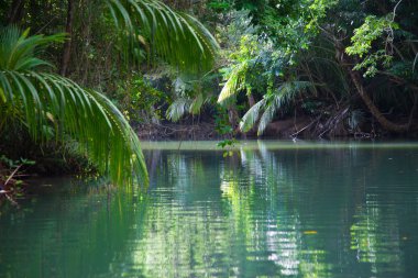 yemyeşil tropikal bitki örtüsü ile sakin göl