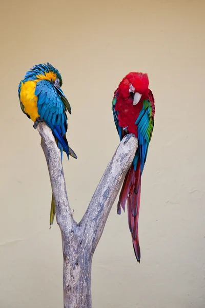 Zwei bunte Amazonen-Papageien — Stockfoto