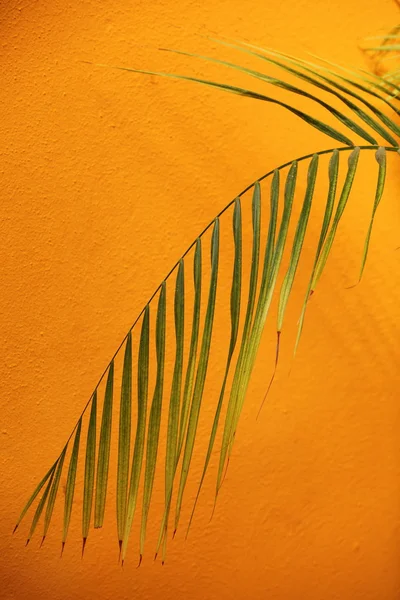 Palm frond against a textured orange wall — Stock Photo, Image