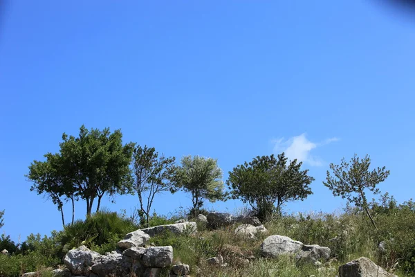 Affioramento roccioso con alberi su una collina — Foto Stock