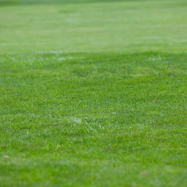 Background of short green grass — Stock Photo, Image