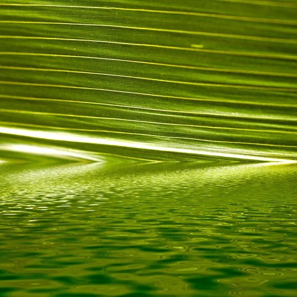 Foglia di palma immersa in acqua increspata — Foto Stock