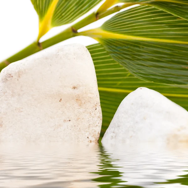 Pedras brancas e folhas verdes frescas — Fotografia de Stock