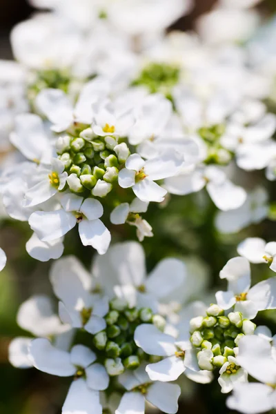 Vit blomma Bush — Stockfoto