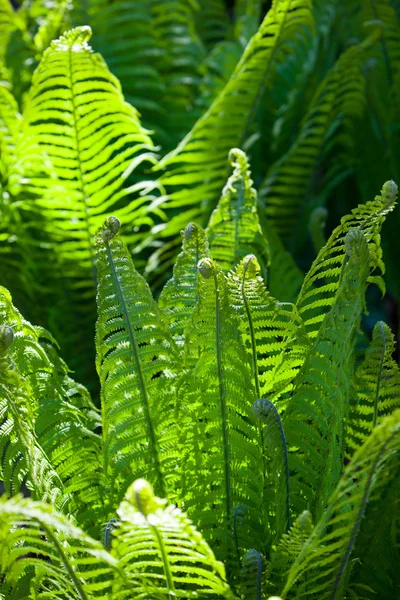 İçinde karanlık bir orman yetiştirilen yeşil vahşi eğreltiotu yaprakları