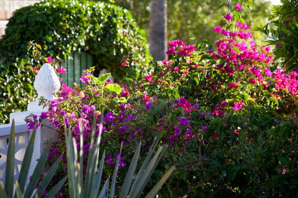 Bougainvillea con flores en un jardín tropical — Foto de Stock