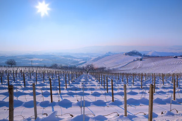 Snowy vineyards. Piedmont, Italy. — Stock Photo, Image