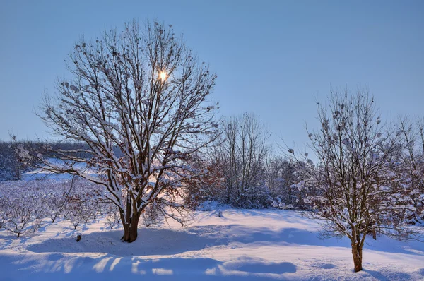 冬天太阳树之间。意大利皮埃蒙特. — 图库照片