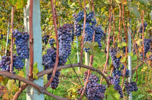 Grapes before harvesting. Piedmont, Italy. — Stock Photo, Image