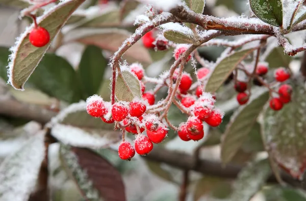 Berries under rime frost. Piedmont, Northern Italy. — Stock Photo, Image