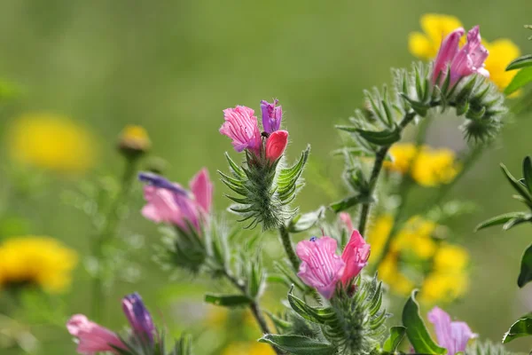 Spring wildflowers. — Stock Photo, Image