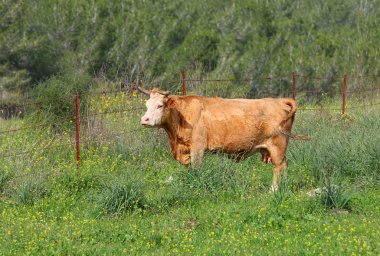 yeşil mera üzerinde inek.