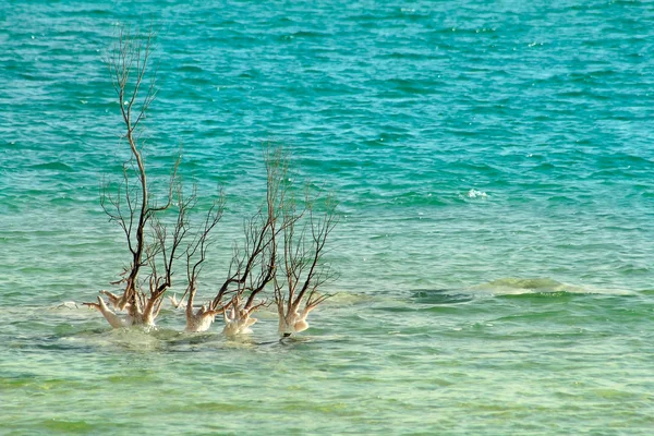 Ensamt träd bland vågorna på döda havet i israel. — Stockfoto