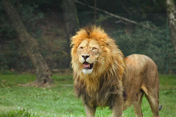 Hayvanat bahçesindeki aslan. — Stok fotoğraf