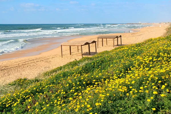 Fiori gialli e la spiaggia sul Mar Mediterraneo . — Foto Stock