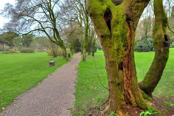 Mossy tronco de árbol y pasarela en el parque botánico . — Foto de Stock