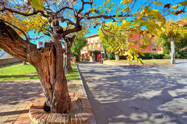Gamla träd med blad gows i lilla staden. — Stockfoto