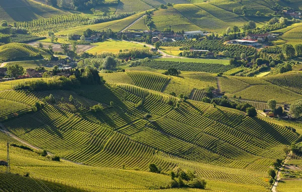 Zöld hegyekre és a szőlőültetvényekre, a kora reggeli órákban Olaszországban Piemont. — Stock Fotó