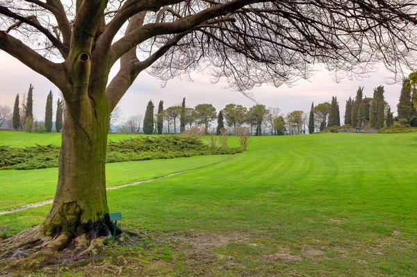 녹색 풀밭에 나무입니다. sigurta 공원, 이탈리아. — 스톡 사진
