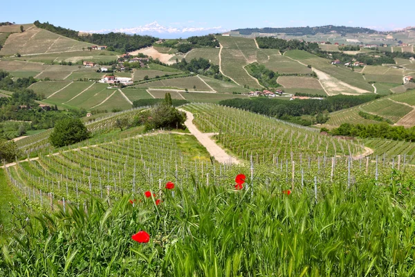 Röd vallmo och grönt gräs på kullarna i Piemonte, Italien. — Stockfoto