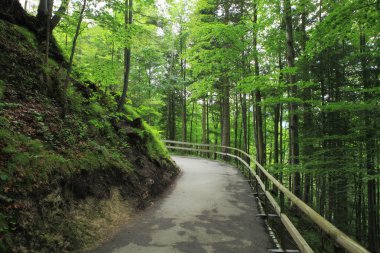 Almanya yeşil orman.