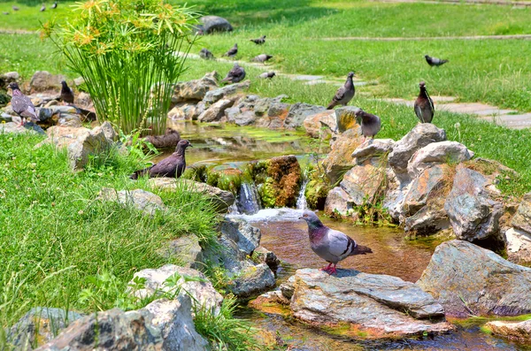 Potok teče na zelené louce v botanic park. — Stock fotografie