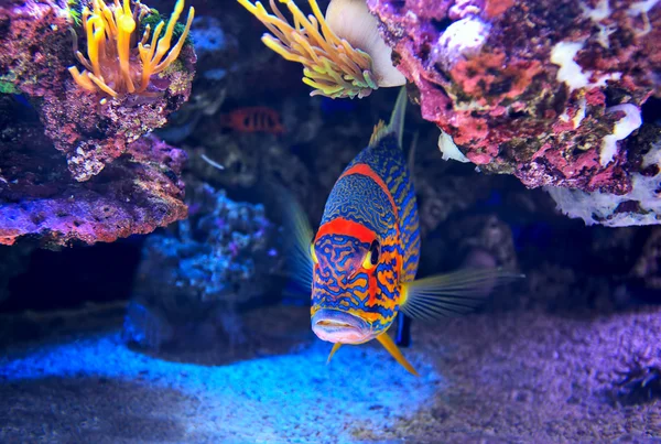 Bunte Fische auf dem Grund. — Stockfoto