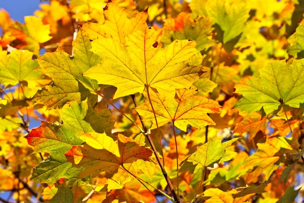 Feuilles automnales colorées . — Photo