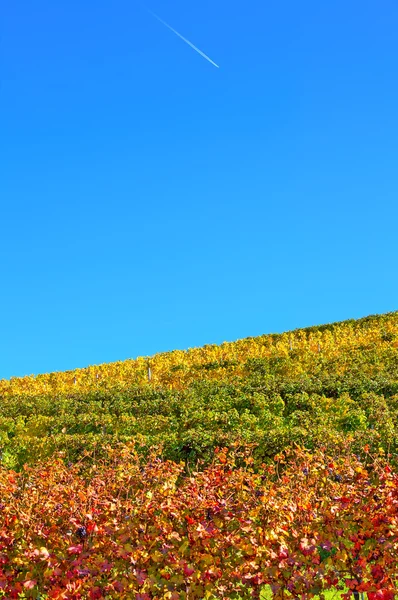 Autumnal vineyards under blue sky in Italy. — Stock Photo, Image