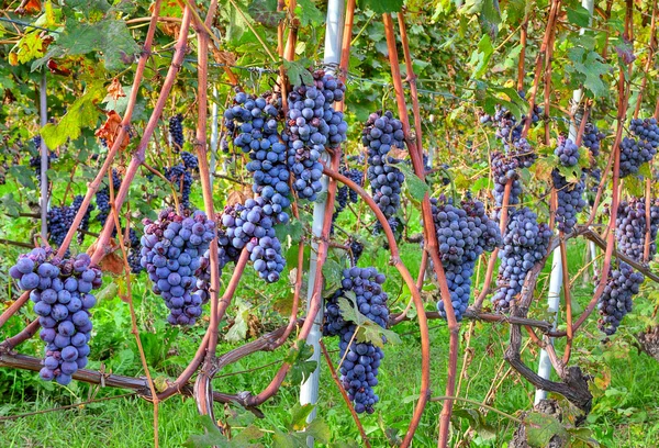 Trauben vor der Ernte. piemont, italien. — Stockfoto