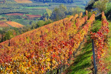 sonbahar üzüm bağları tepelerde Piedmont, İtalya.