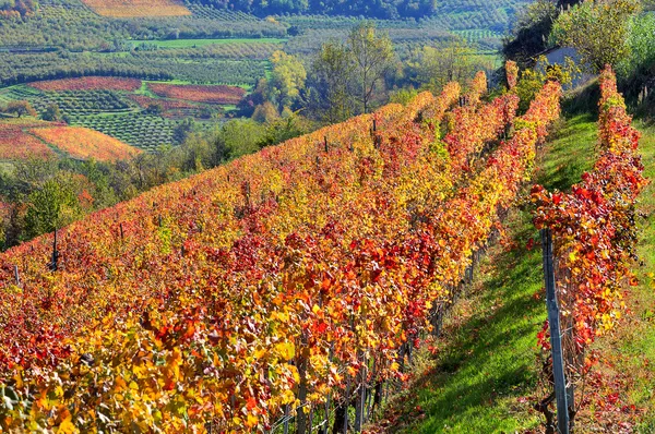 Jesienny winnic na wzgórzach w regionie Piemont, Włochy. — Zdjęcie stockowe