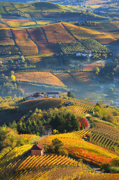 Rural houses and autumnal vineyards in Piedmont, Italy.