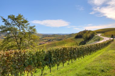 alanlar ve üzüm bağları Piedmont, İtalya.