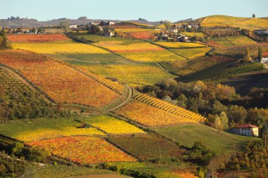 Vineyards on the hills in autumn in Piedmont, Italy. clipart