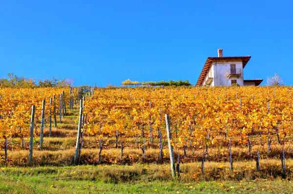 Herfst wijngaard op de heuvel in Italië. — Stockfoto