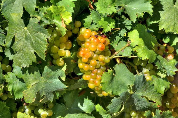 Uvas antes da colheita. Piemonte, Itália . — Fotografia de Stock