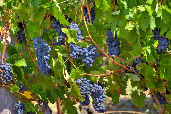 Ripe grapes. Piedmont, Italy. — Stock Photo, Image