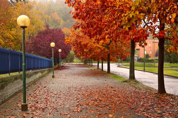 Alberi autunnali lungo il marciapiede di Alba . — Foto Stock