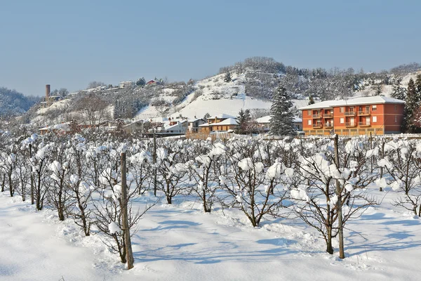 イタリア ピエモンテ州の雪で覆われている農村のプランテーション. — ストック写真