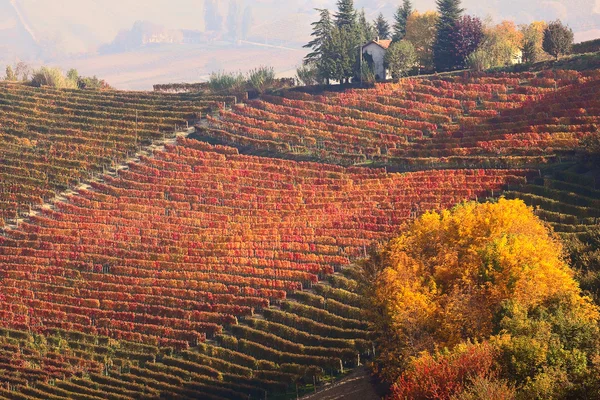 Höstlig utsikt över vingårdarna i Piemonte, Italien. — Stockfoto