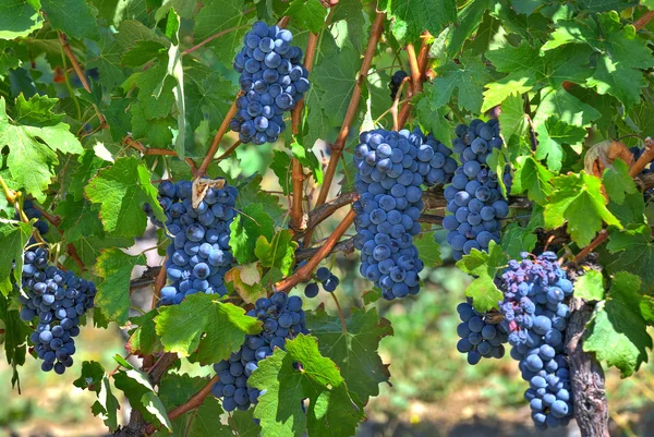 Uvas maduras. Piemonte, Itália . — Fotografia de Stock