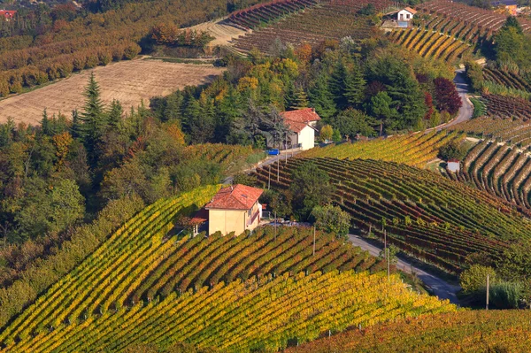 Jesienny winnic na wzgórzach Piemontu, Włochy. — Zdjęcie stockowe