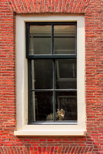 Cat on windowsill of red brick house. — Stock Photo, Image