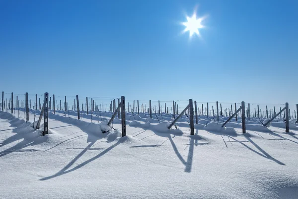 Snowy vineyards under blue sky at sunny day. — Stock Photo, Image
