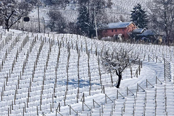 Αμπελώνες καλυμμένοι με χιόνι στο Πιεμόντε . — Φωτογραφία Αρχείου