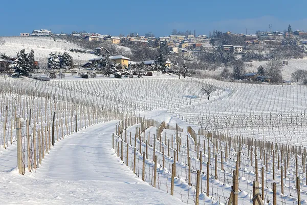 Wijngaarden van Piemonte bedekt met sneeuw. — Stockfoto
