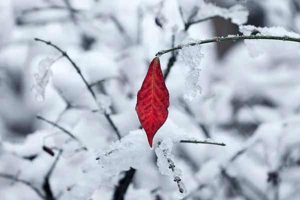 Blad op de tak bedekt met sneeuw. — Stockfoto