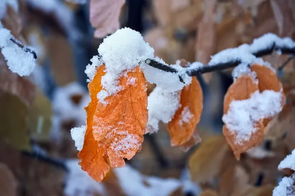 Yellow leaves on the twigs. — Stock Photo, Image