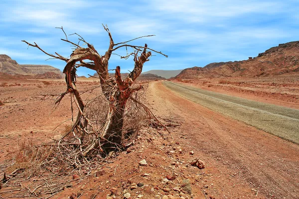 Dode boom op weg in woestijn. — Stockfoto